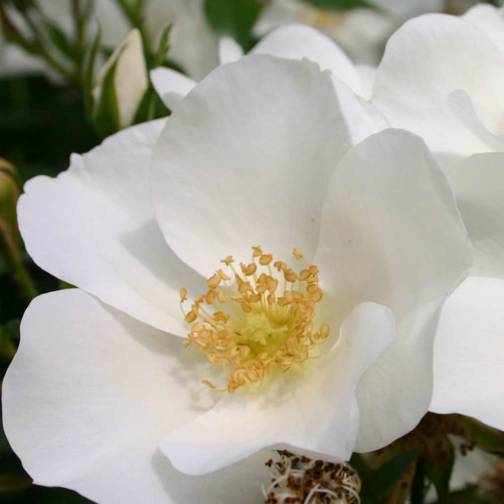 Rosa Escimo