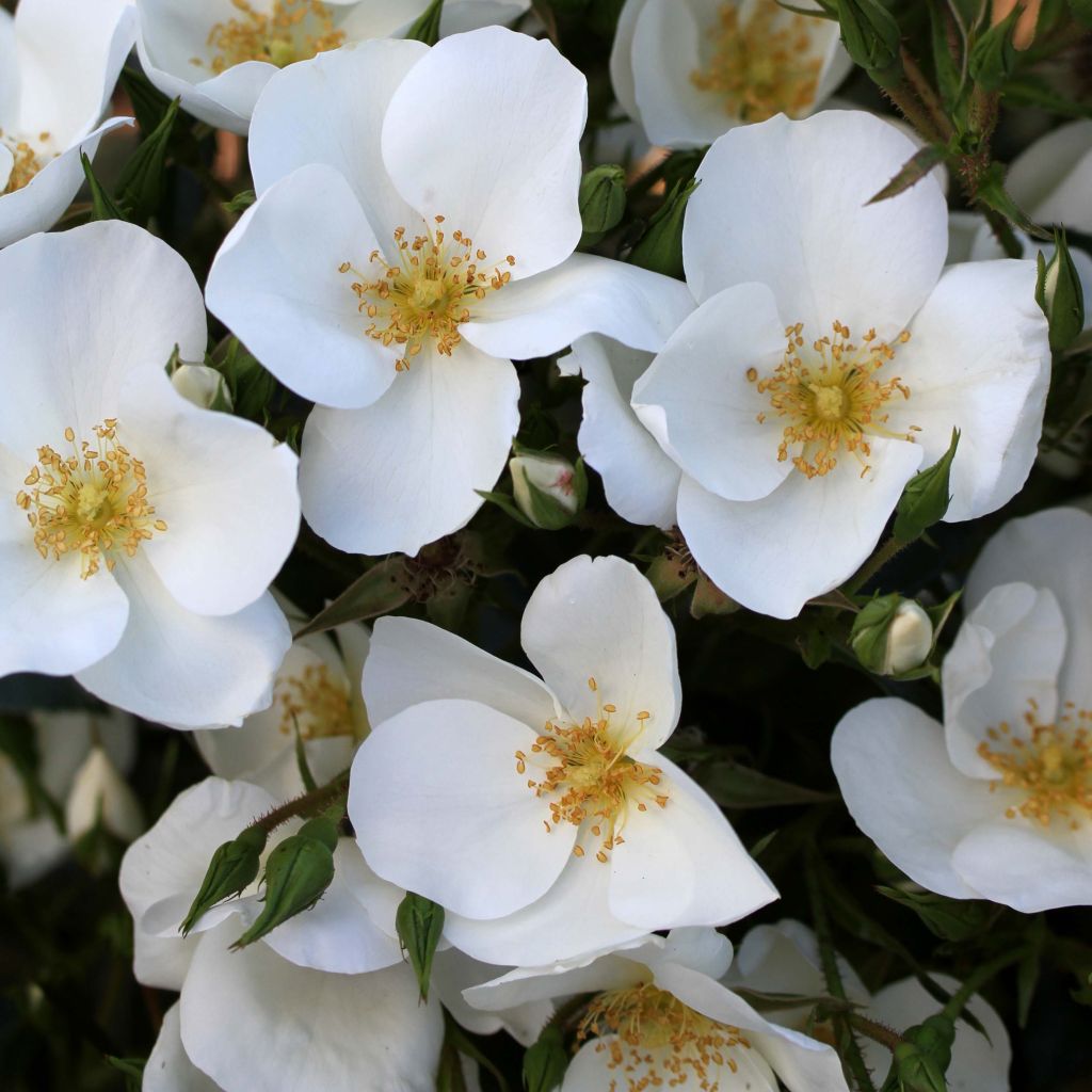 Rosa Escimo