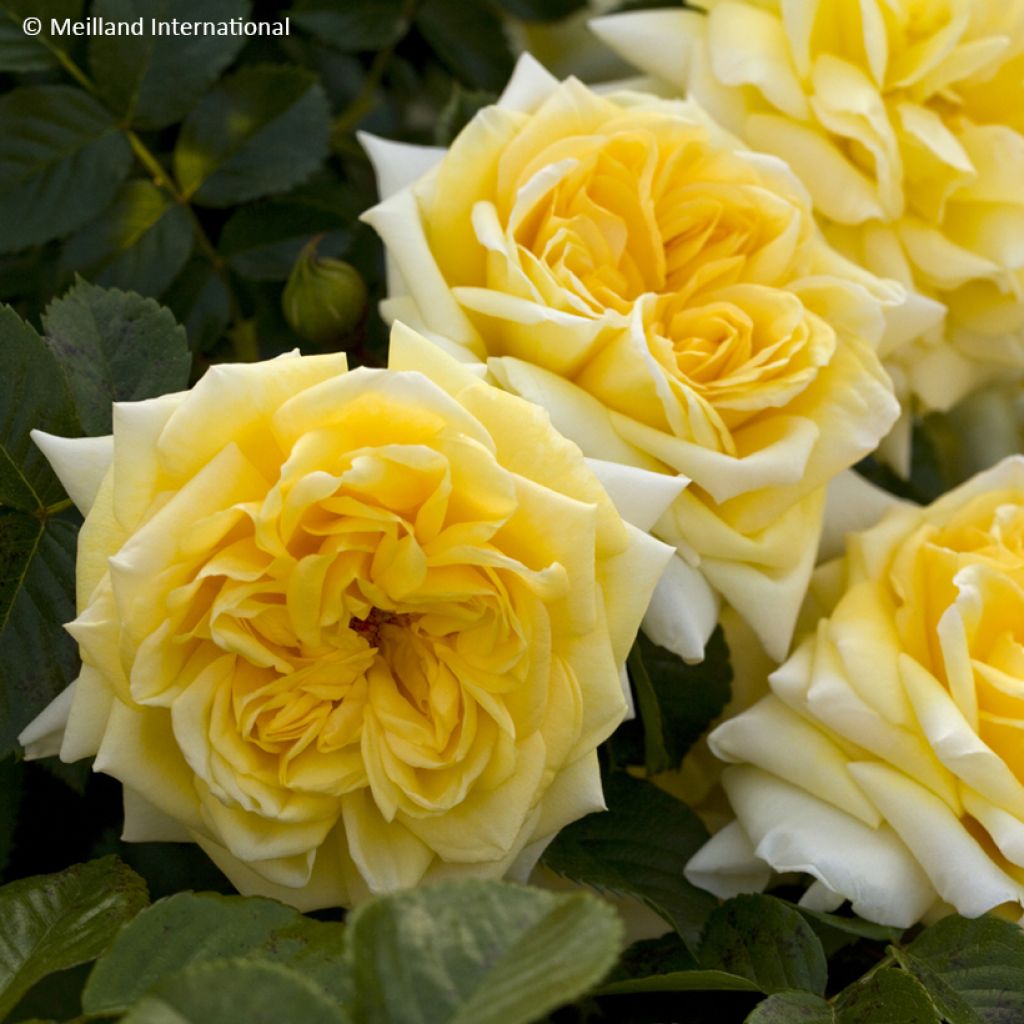 Rosa Nadia Meillandecor - Groundcover Rose