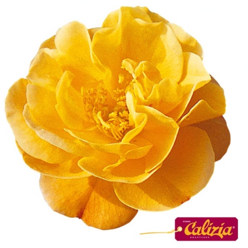 Rosa Decorosiers Calizia - Shrub  Rose