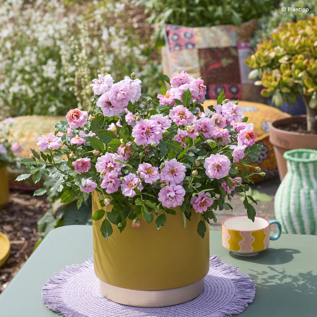 Rosa polyantha Amirose  - Groundcover Rose