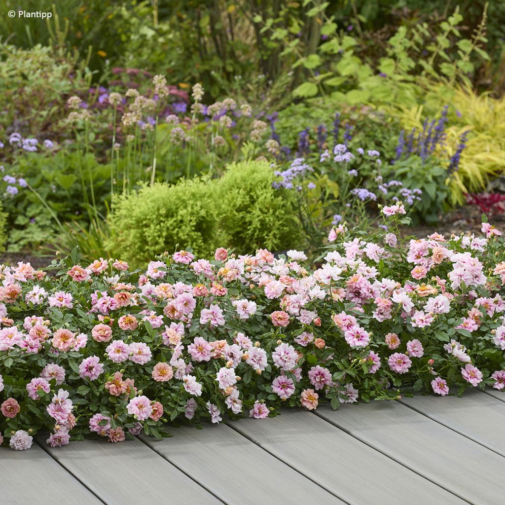 Rosa polyantha Amirose  - Groundcover Rose