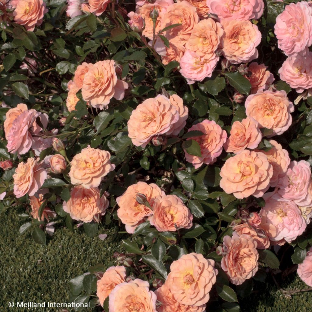 Rosa Apricot Drift - Groundcover Rose