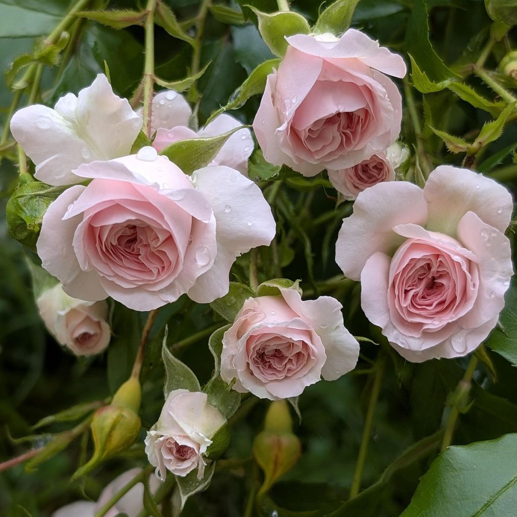 Rosa Larissa
