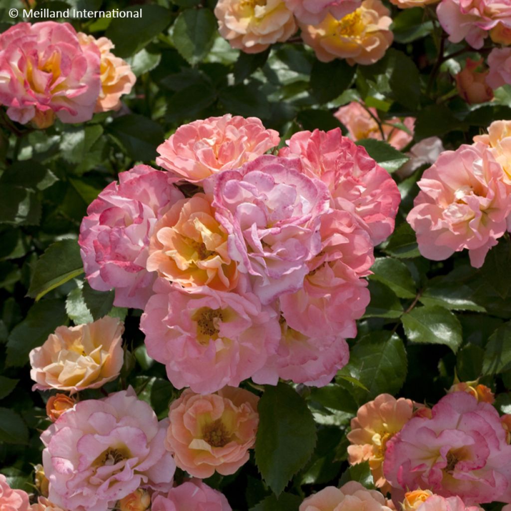 Rosa Peach Drift - Groundcover Rose