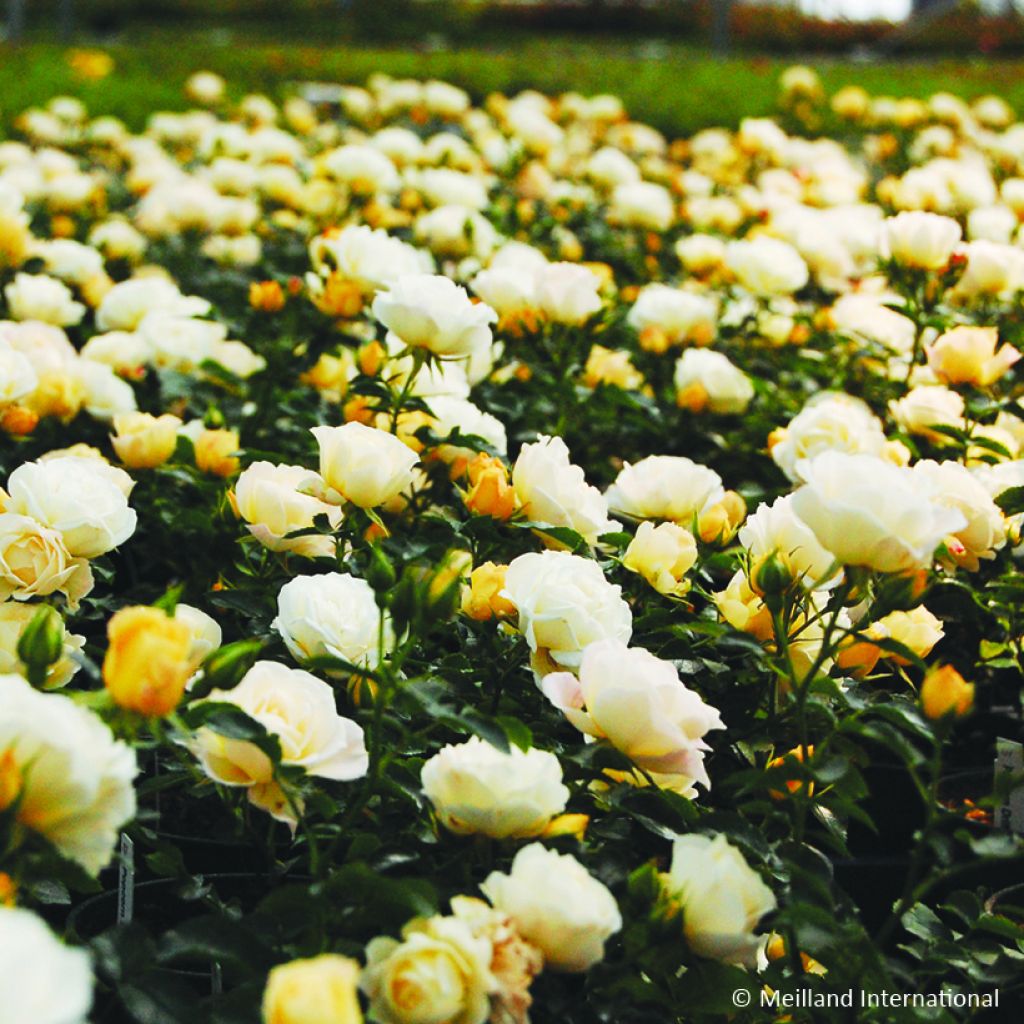 Rosa Popcorn Drift - Groundcover Rose