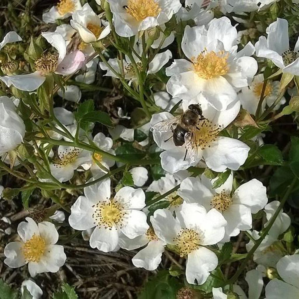 Rosa Snow Star - shrub rose