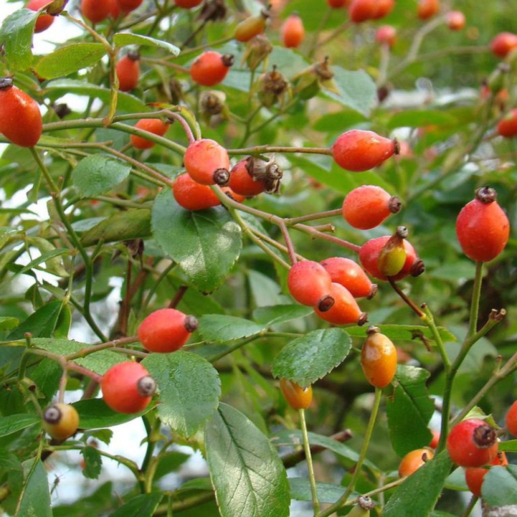 Rosa Snow Star - shrub rose