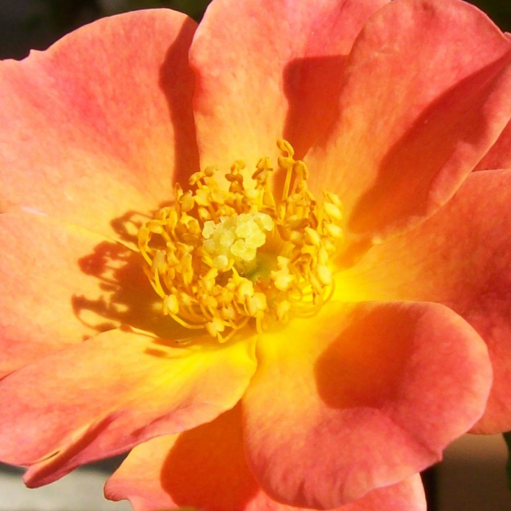 Rosa Happy Chappy - Ground Cover Rose