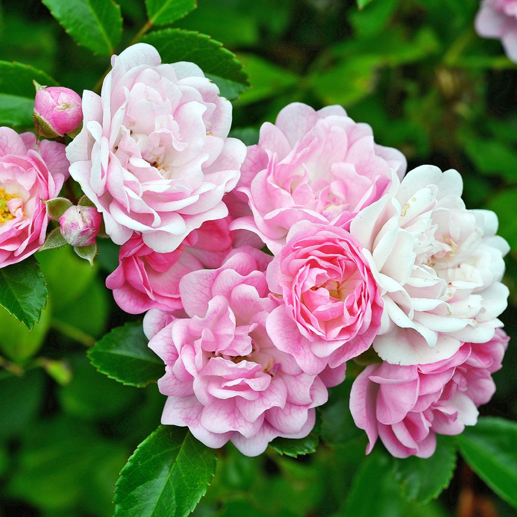 Rosa banksiae Rosea - Rambling Rose