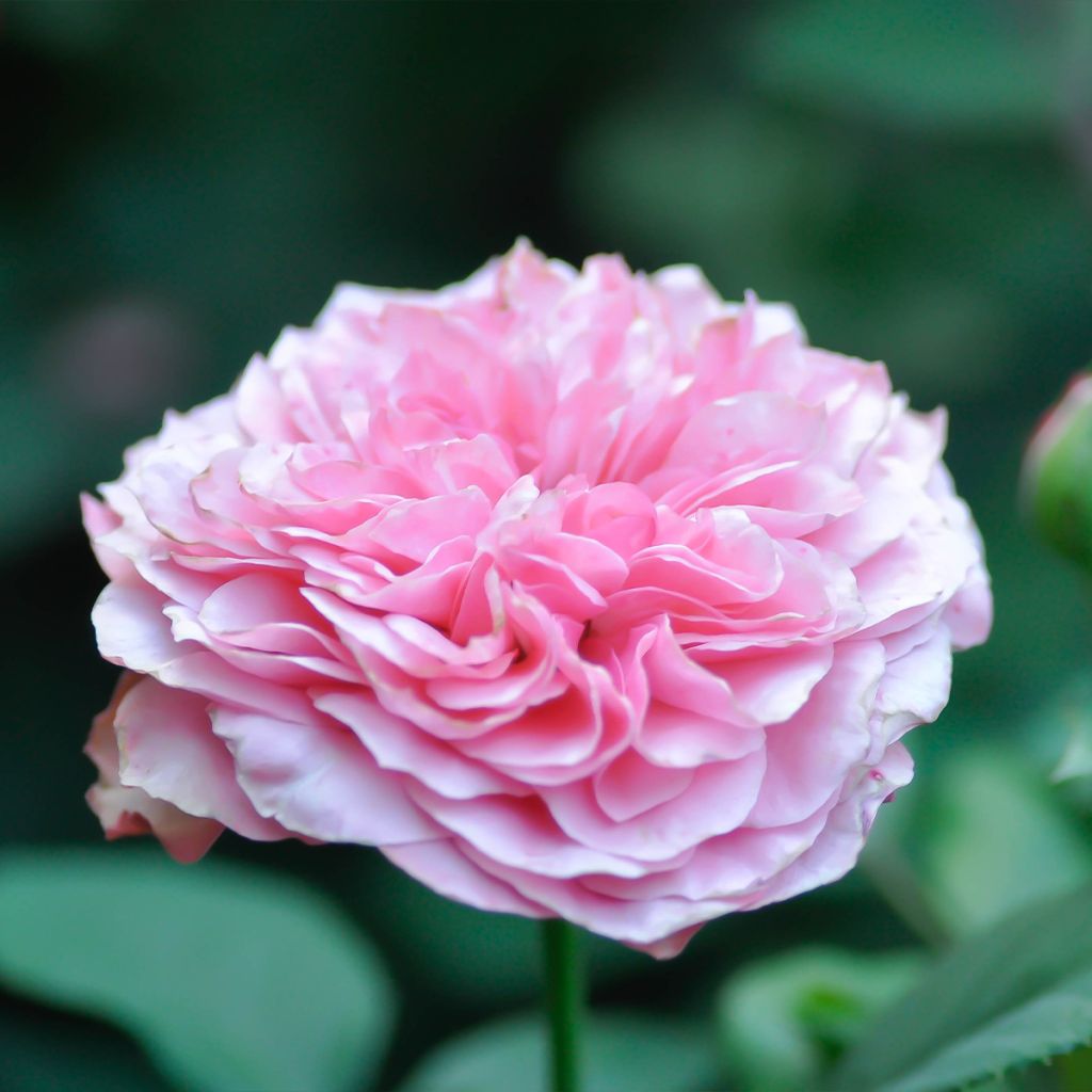 Rosa x damascena - damask rose