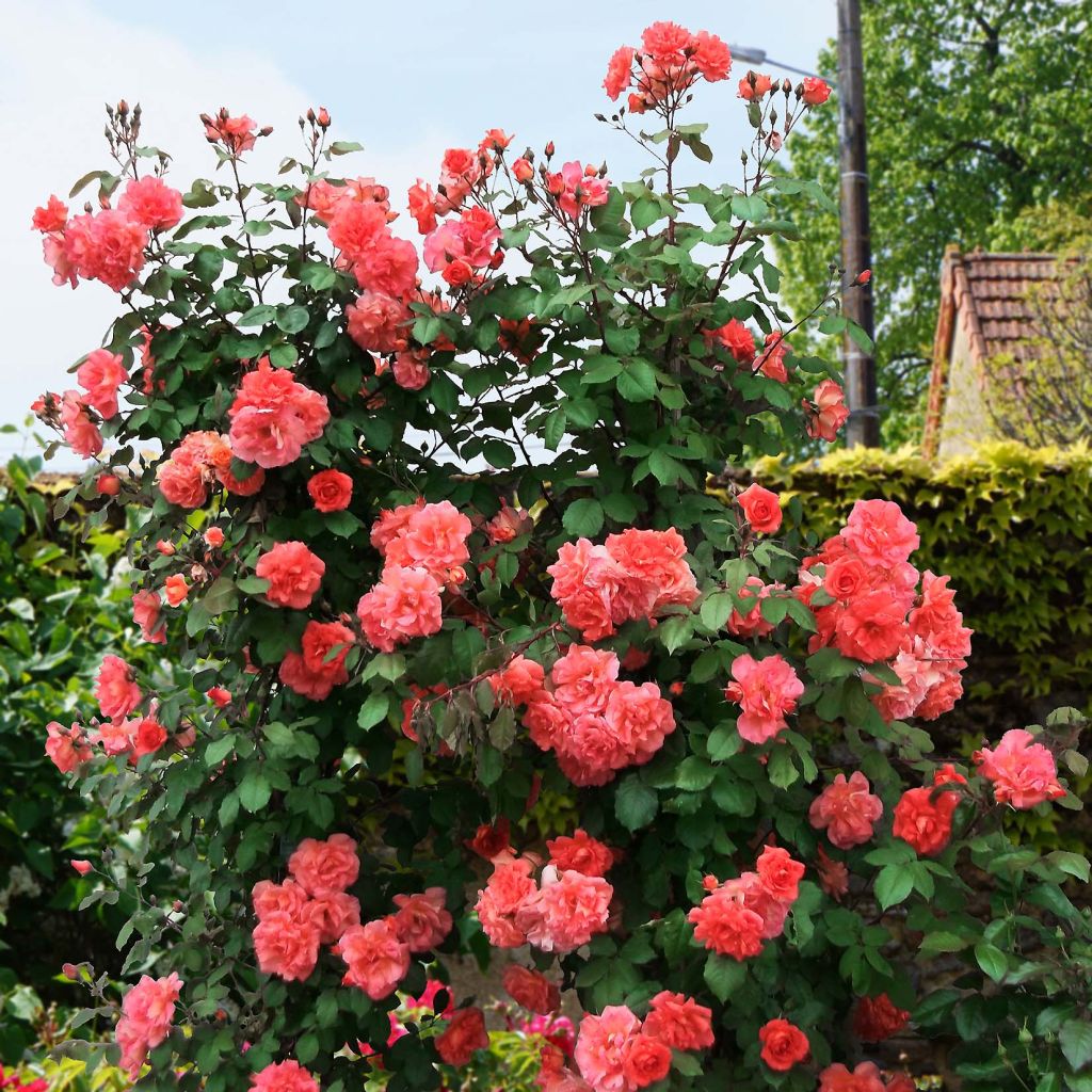 Rosa  'Alibaba' Chewalibaba - Climbing Rose