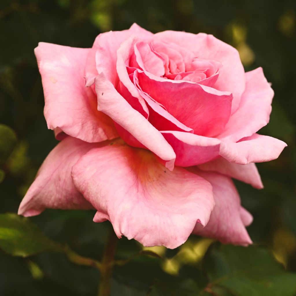 Rosa 'Aloha' - Climbing Rose from 'Max' Series 