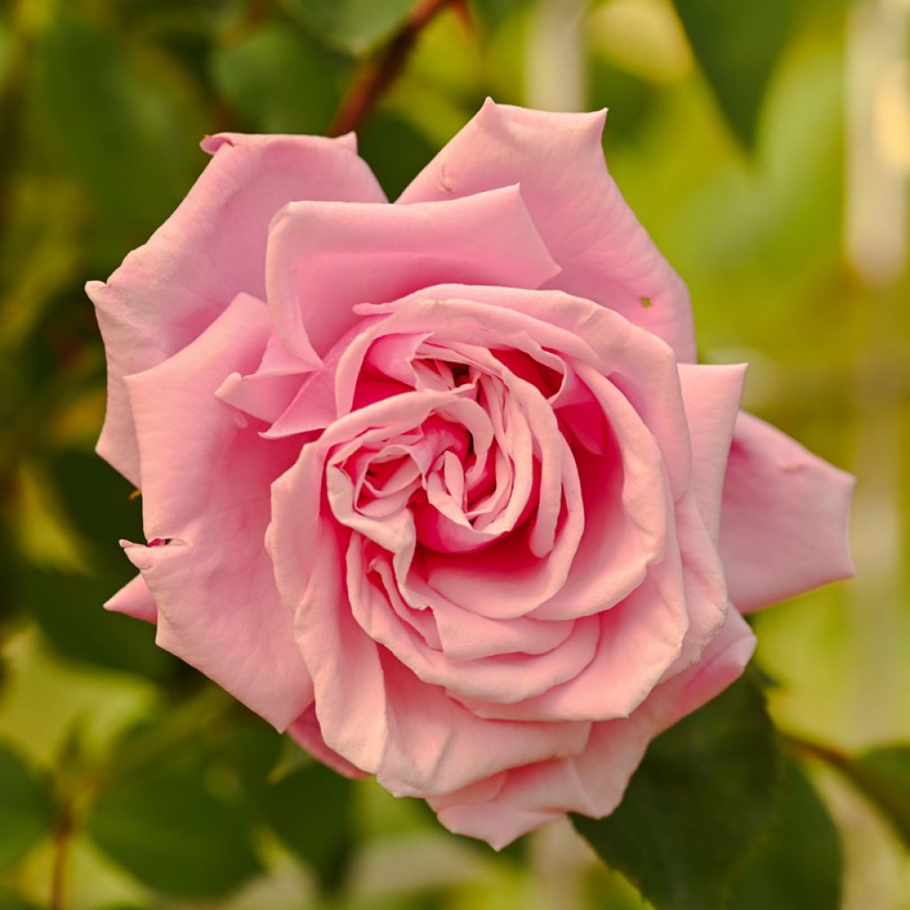 Rosa 'Aloha' - Climbing Rose from 'Max' Series 