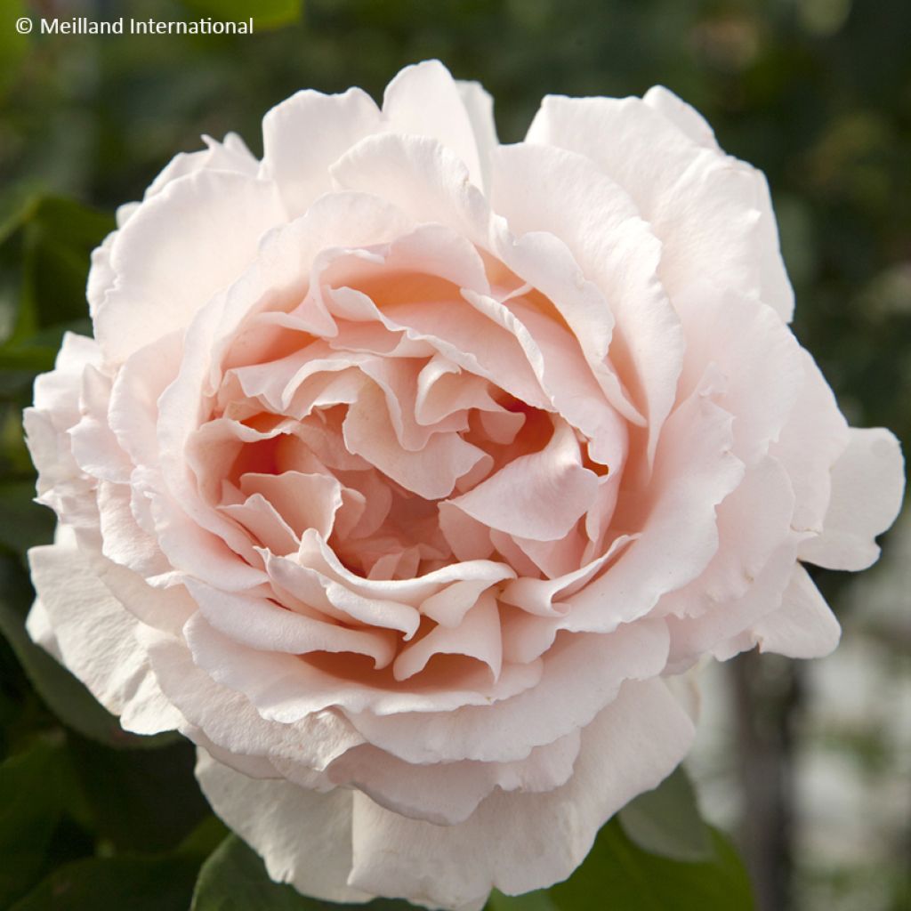 Rosa André Le Nôtre Climbing - Climbing Rose