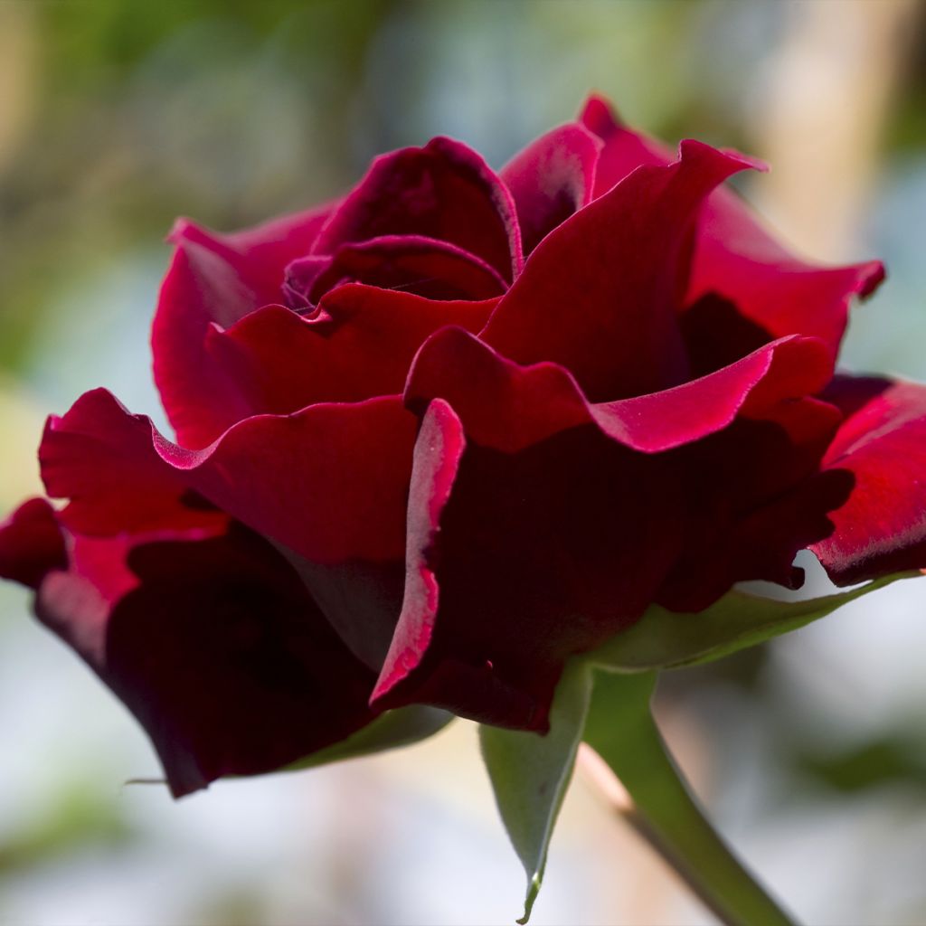 Rosa 'Etoile de Hollande' - Climbing Rose