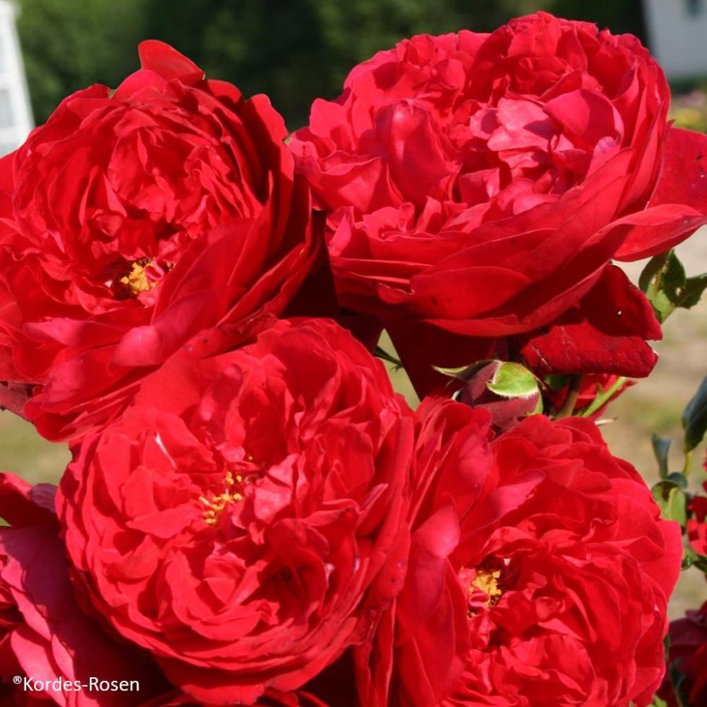 Rosa 'Florentina' - Climbing Rose