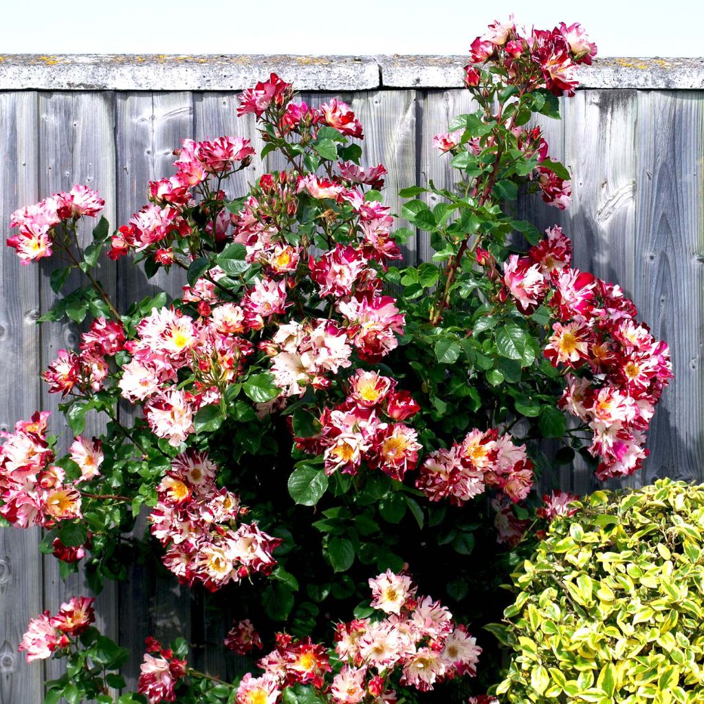 Rosa 'Hanabi' - Climbing Rose