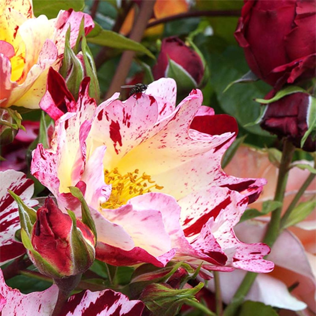 Rosa 'Hanabi' - Climbing Rose