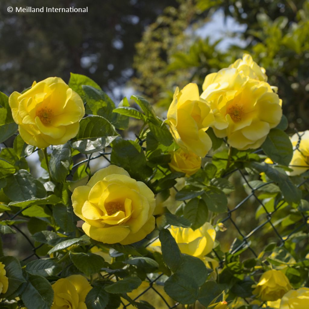 Rosa Happiness - Climbing Rose