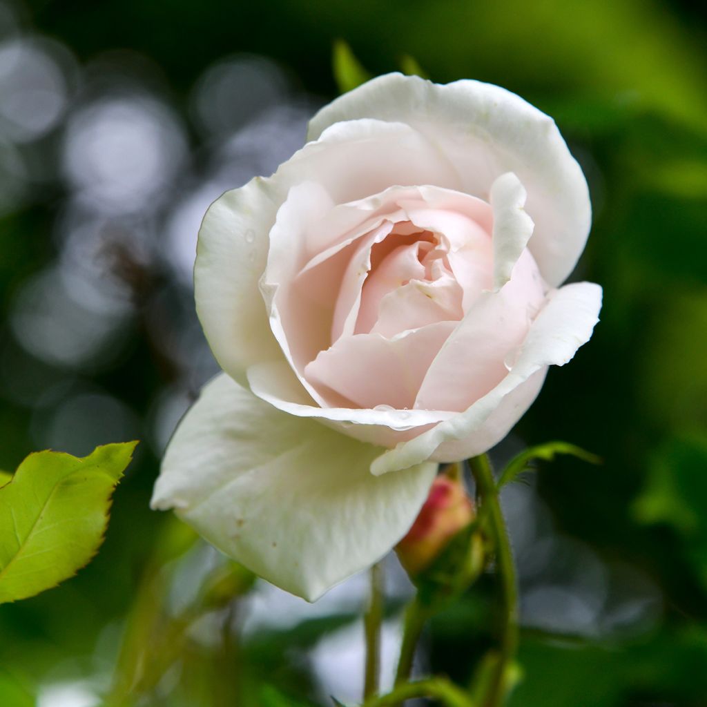 Rosa x Noisette 'Madame Alfred Carrière'