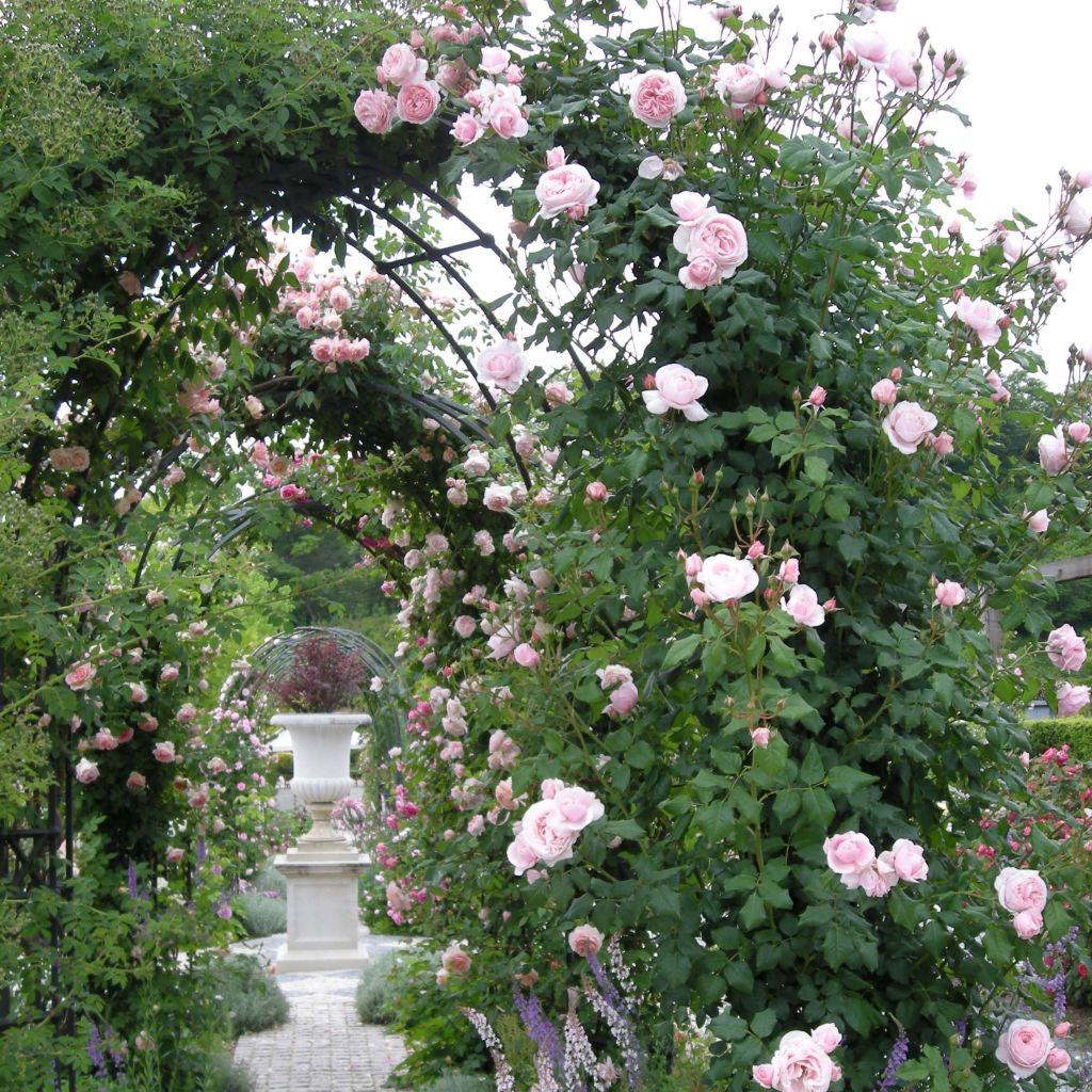 Rosa x grimpant 'Nahéma' - Climbing Rose