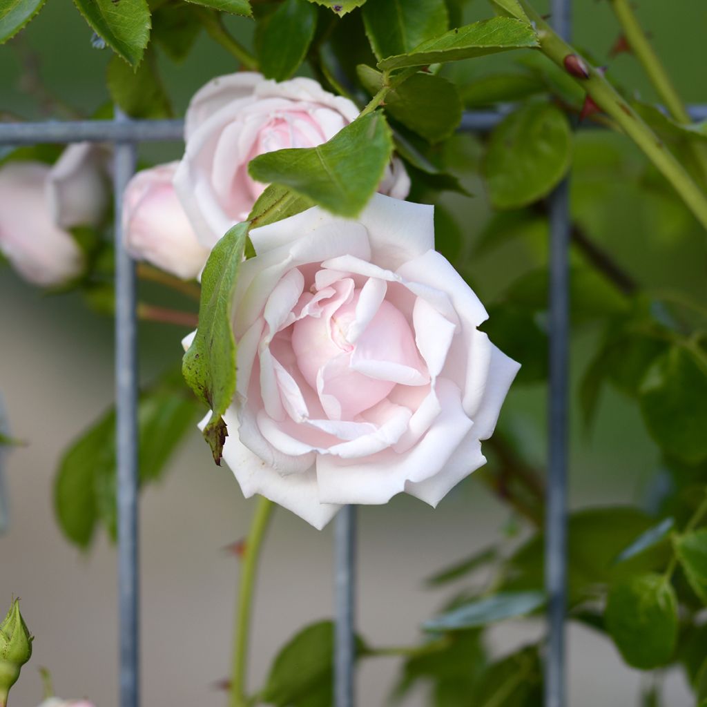 Rosa x wichuraiana 'New Dawn'