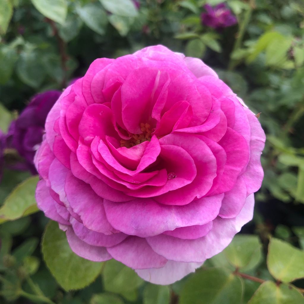Rosa Ozeana - Climbing Rose