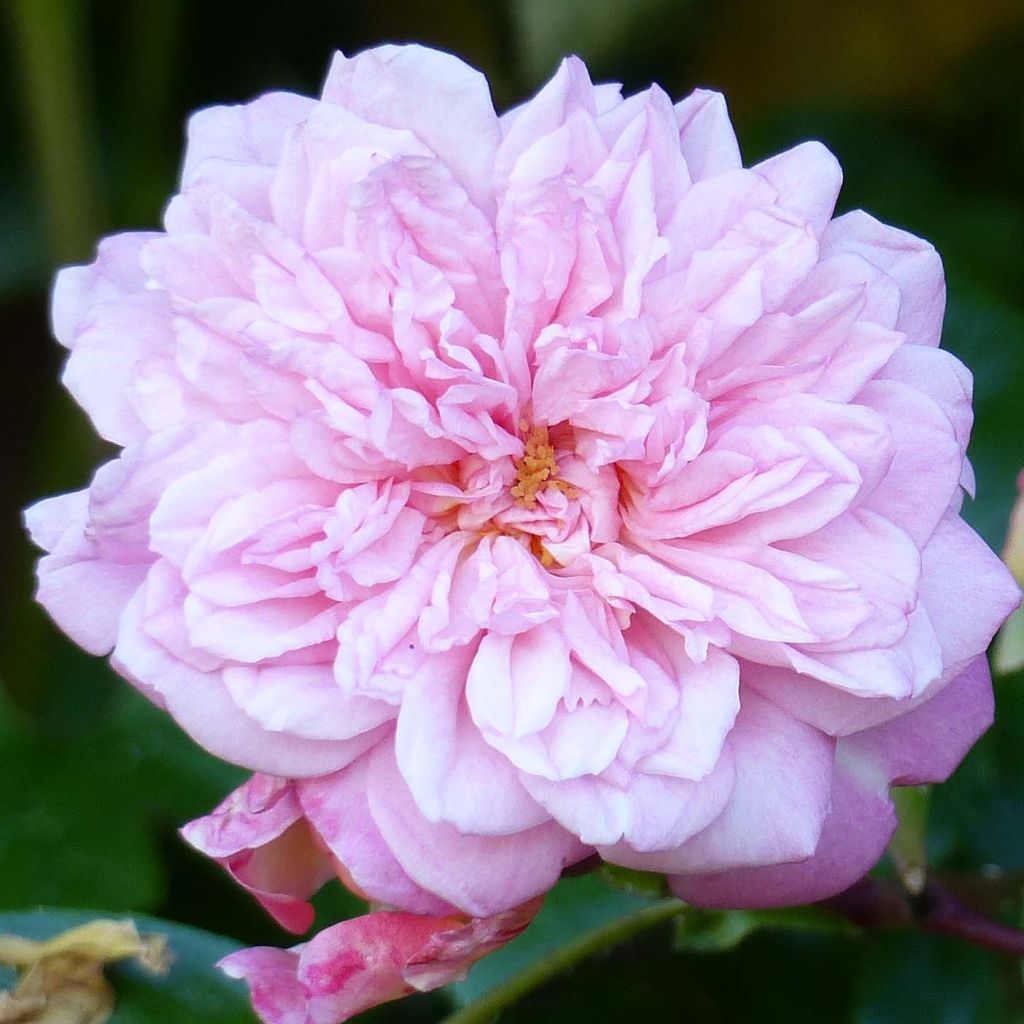 Rosa x wichuraiana 'Paul Transon' - Rambling Rose