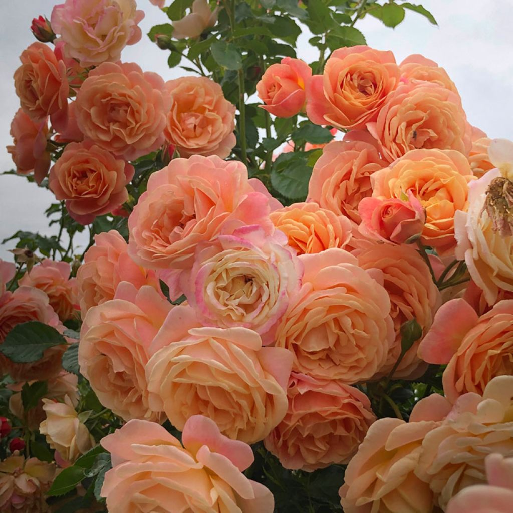 Rosa 'Peach Melba' - Climbing Max Rose