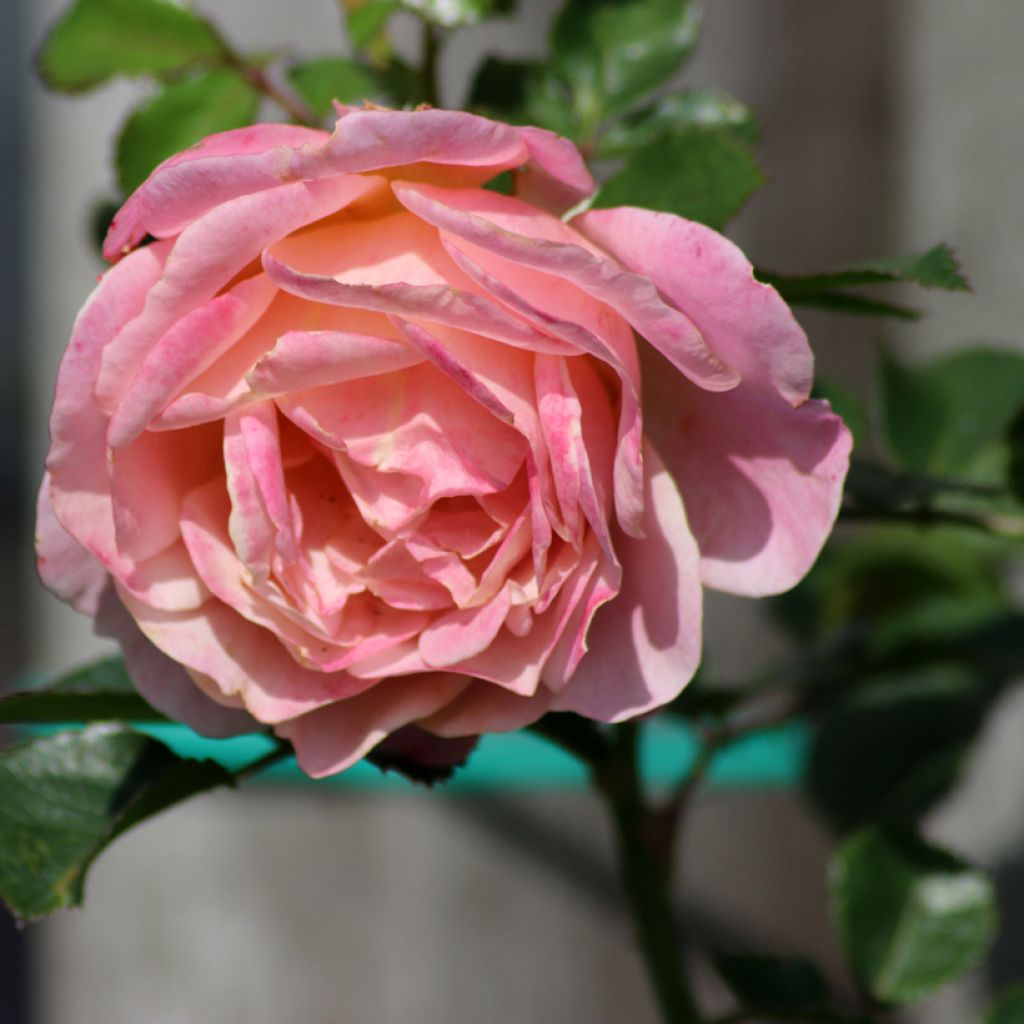 Rosa 'Peach Melba' - Climbing Max Rose