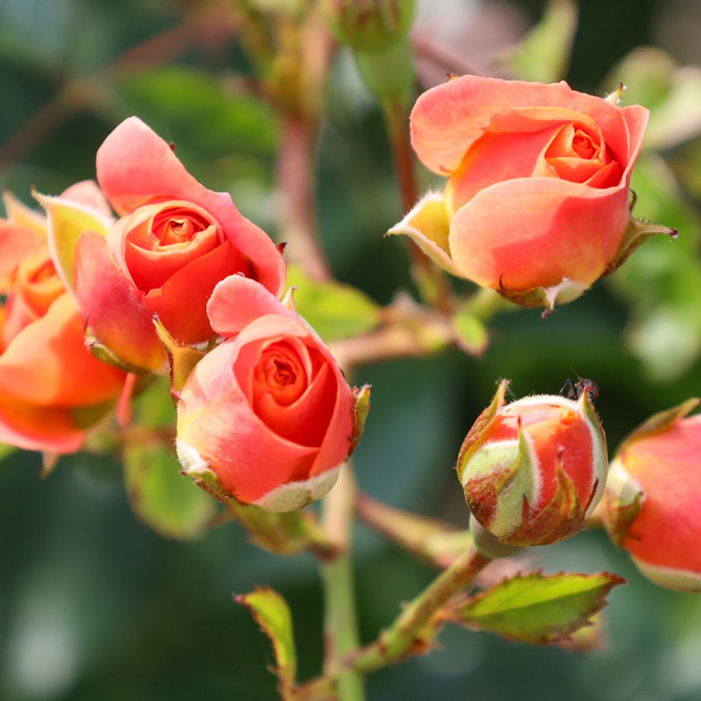 Rosa 'Peach Melba' - Climbing Max Rose