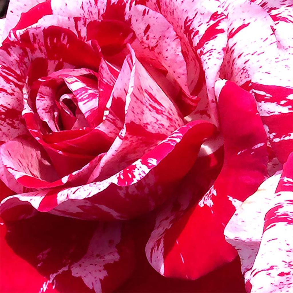 Rosa 'Pirate' - Climbing Rose