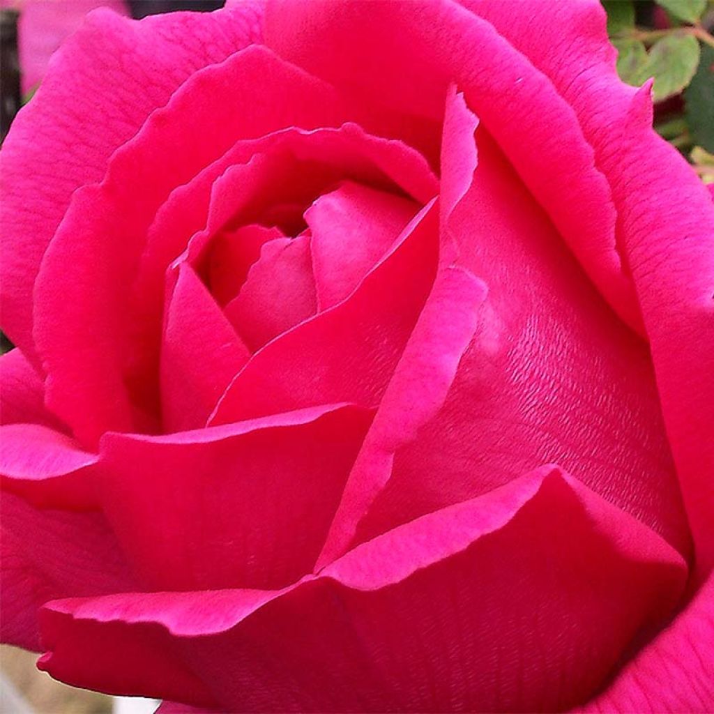 Rosa 'Roi de Siam' - Climbing Rose
