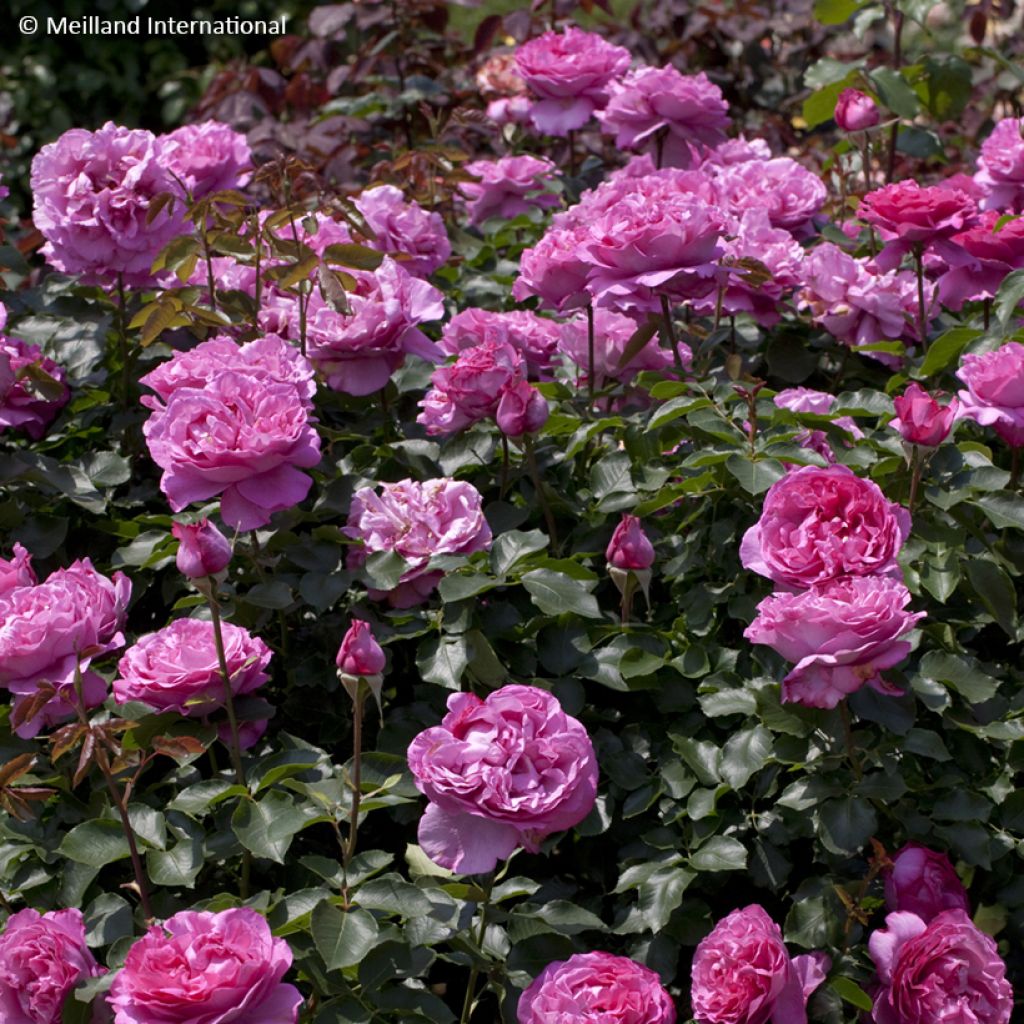 Rosa Yves Piaget Climbing - Climbing Rose