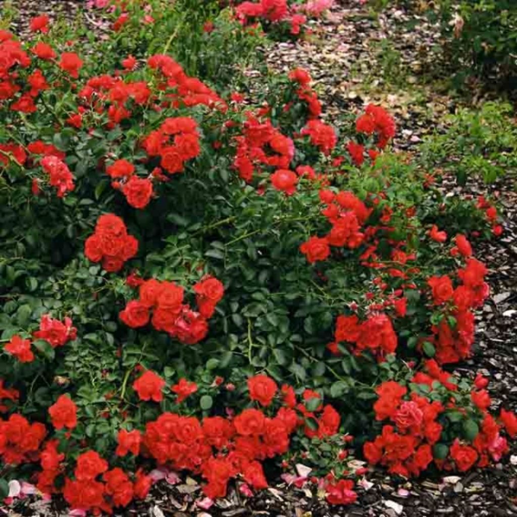 Rosa Decorosier Kadora