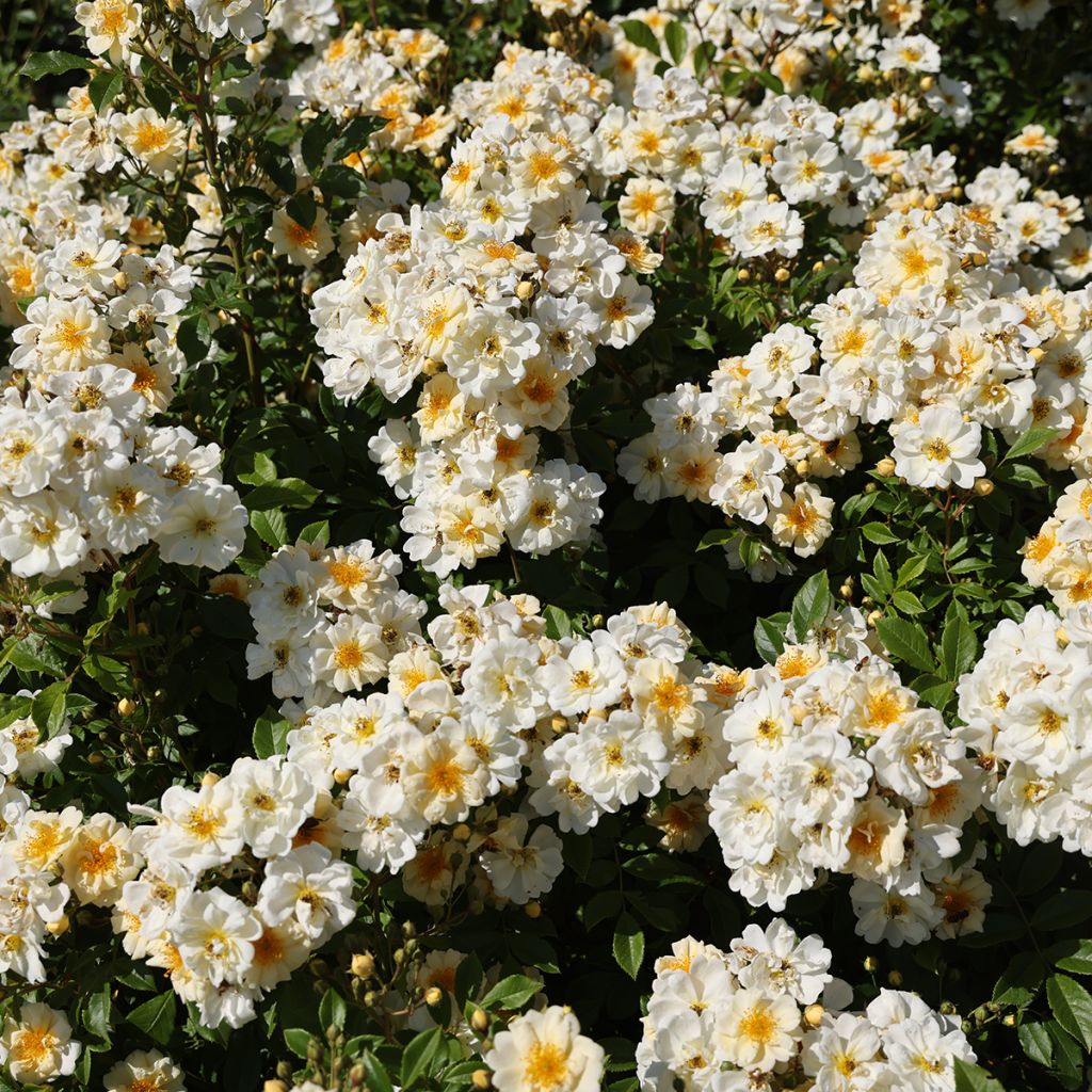 Rosa Goldfinch - Rambling rose