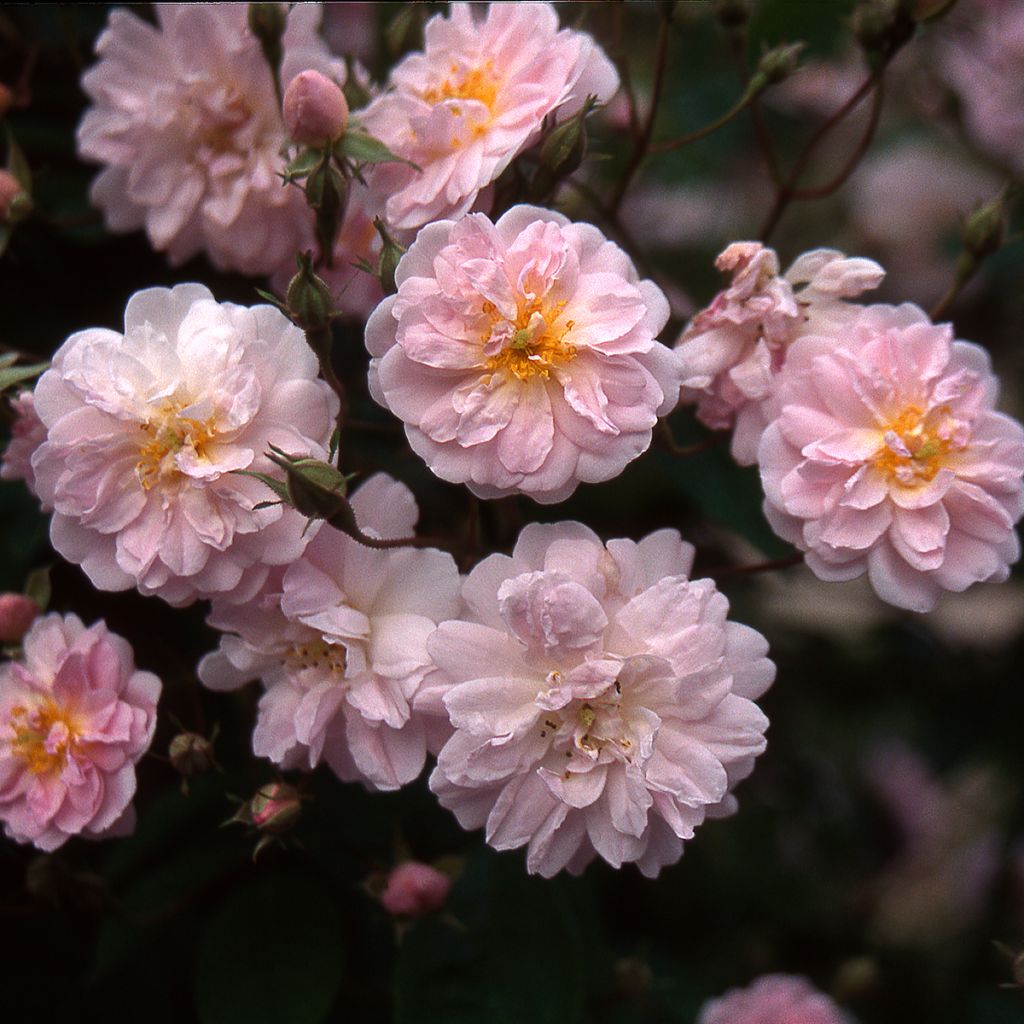 Rosa x moschata 'Paul's Himalayan Musk' - Rambling Rose