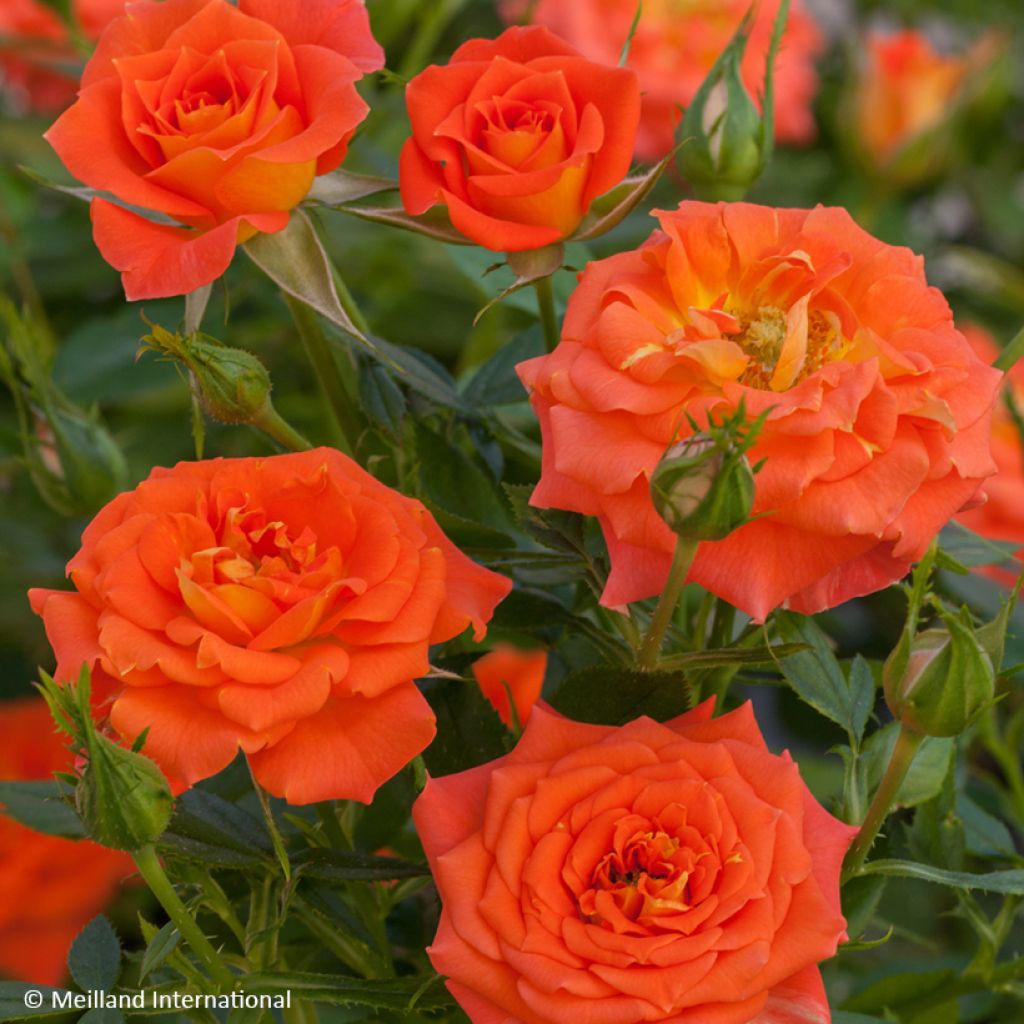 Rosa x polyantha 'Meidarin' MANDARINE SYMPHONIE® - Rosier Mandarine Symphonie