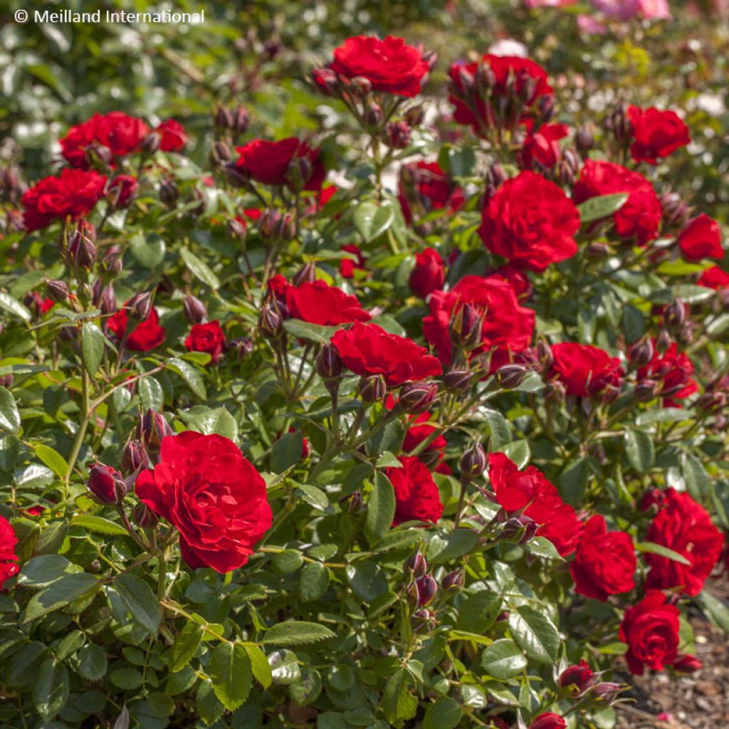 Rosa x polyantha Tilt Symphonie - Polyantha Rose