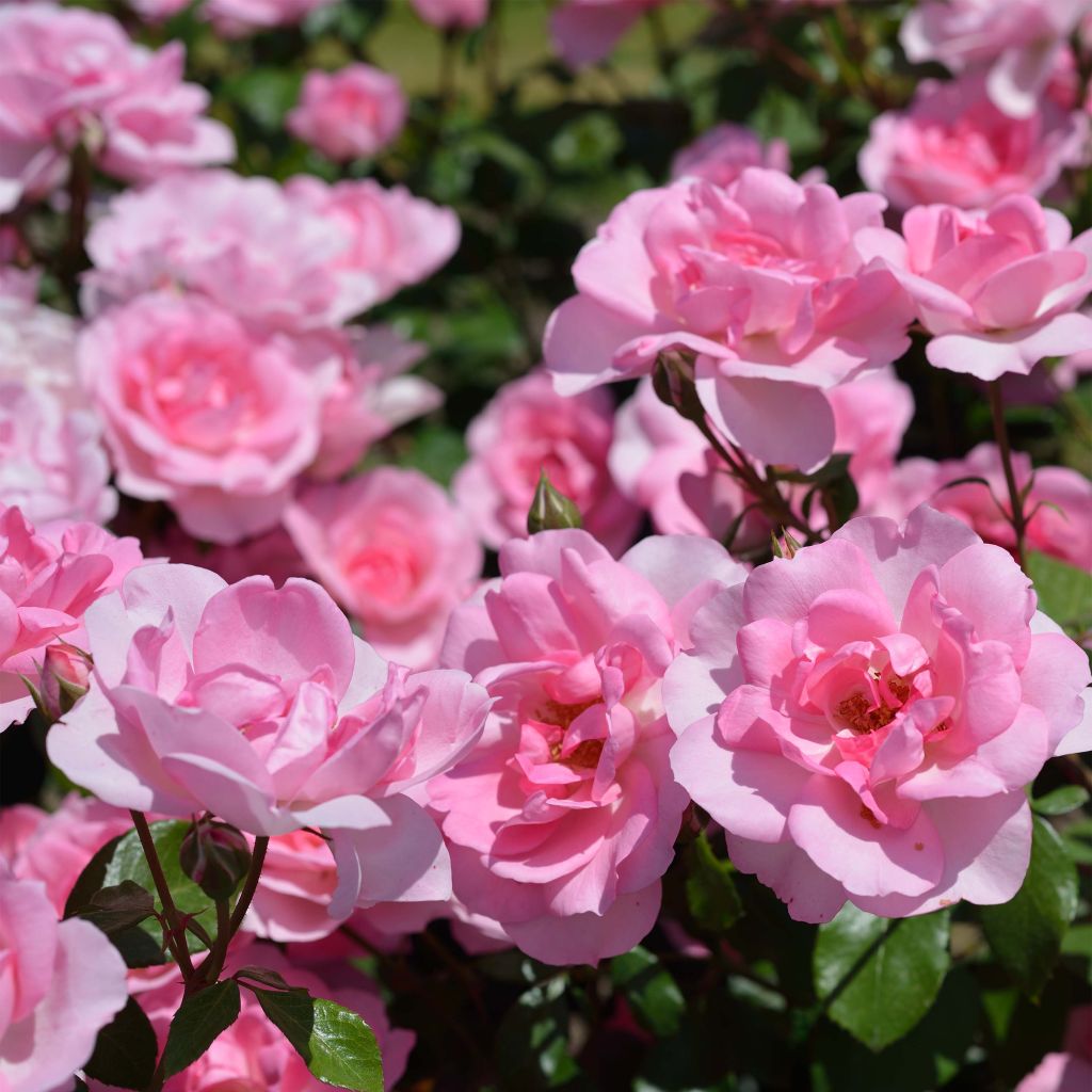 Rosa x polyantha Bordure Rose - Polyantha Rose