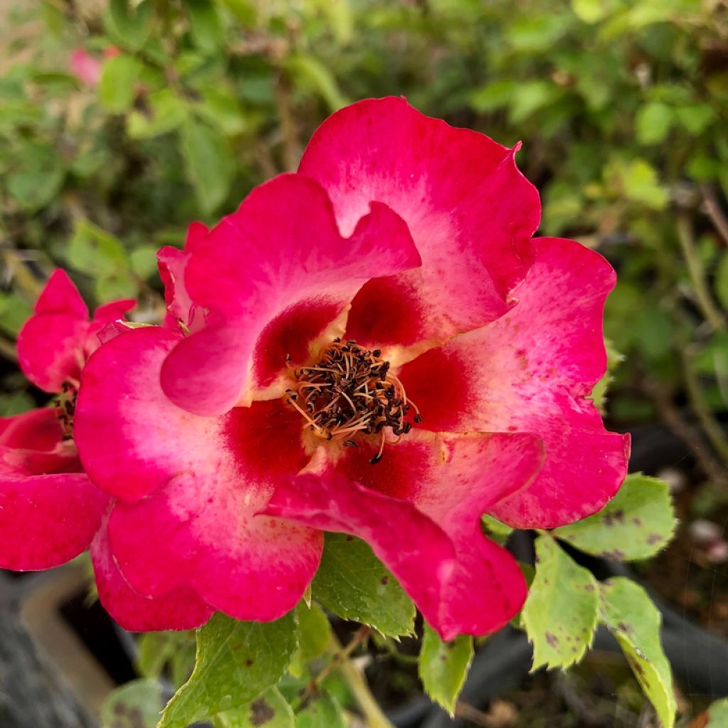 Rosa x persica 'Sunshine Babylon Eyes' - Miniature Rose