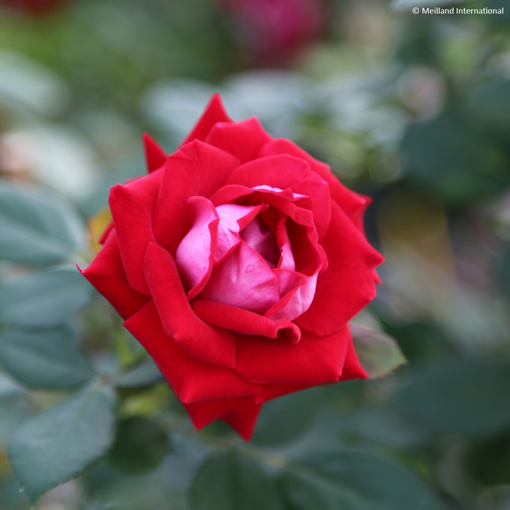 Rosa x floribunda 'Belle de Grasse' Street Colours - Floribunda Rose