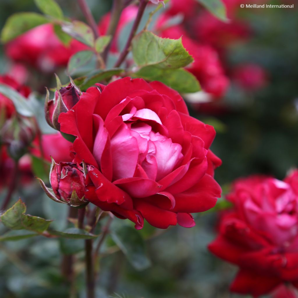 Rosa x floribunda 'Belle de Grasse' Street Colours - Floribunda Rose