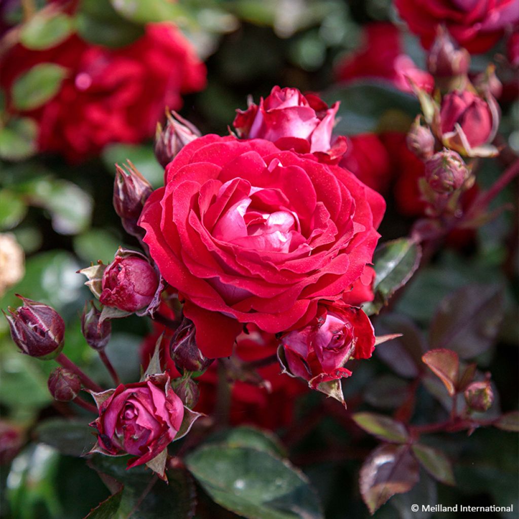 Rosa x floribunda 'Belle de Grasse' Street Colours - Floribunda Rose