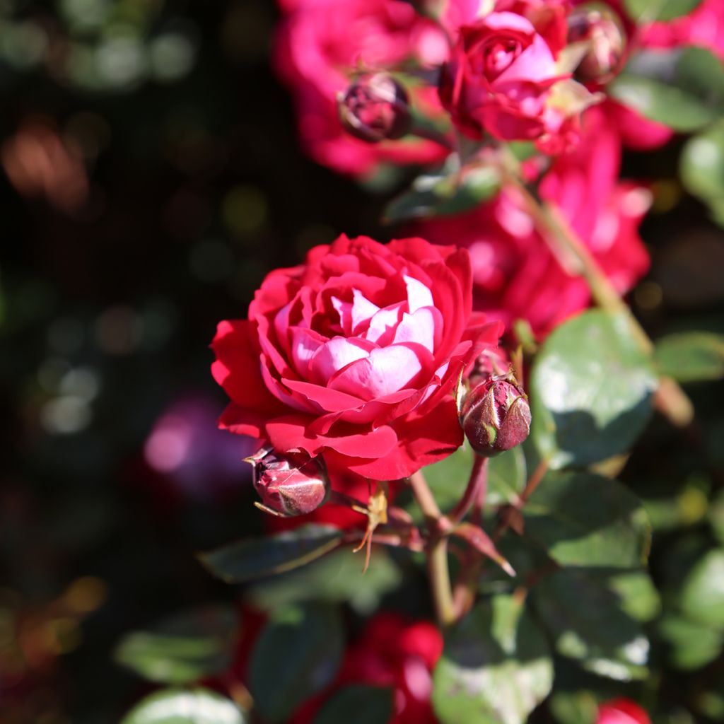 Rosa x floribunda 'Belle de Grasse' Street Colours - Floribunda Rose