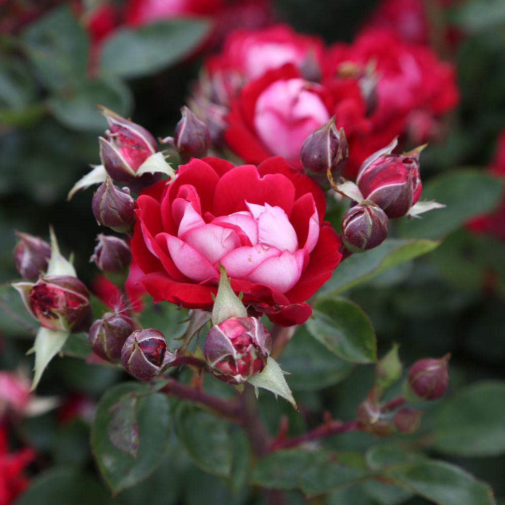 Rosa x floribunda 'Belle de Grasse' Street Colours - Floribunda Rose
