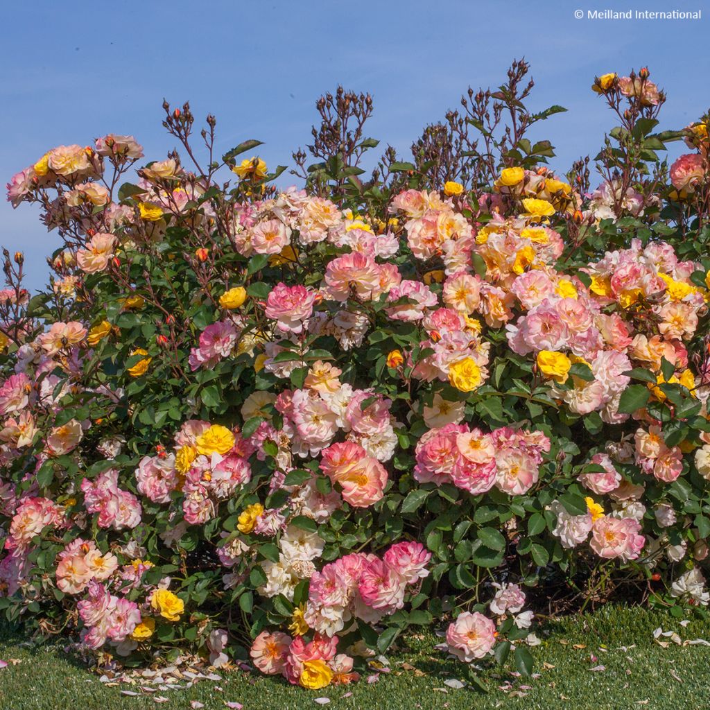 Rosa x floribunda 'Rêve de Paris' - Street Colours - Floribunda Rose