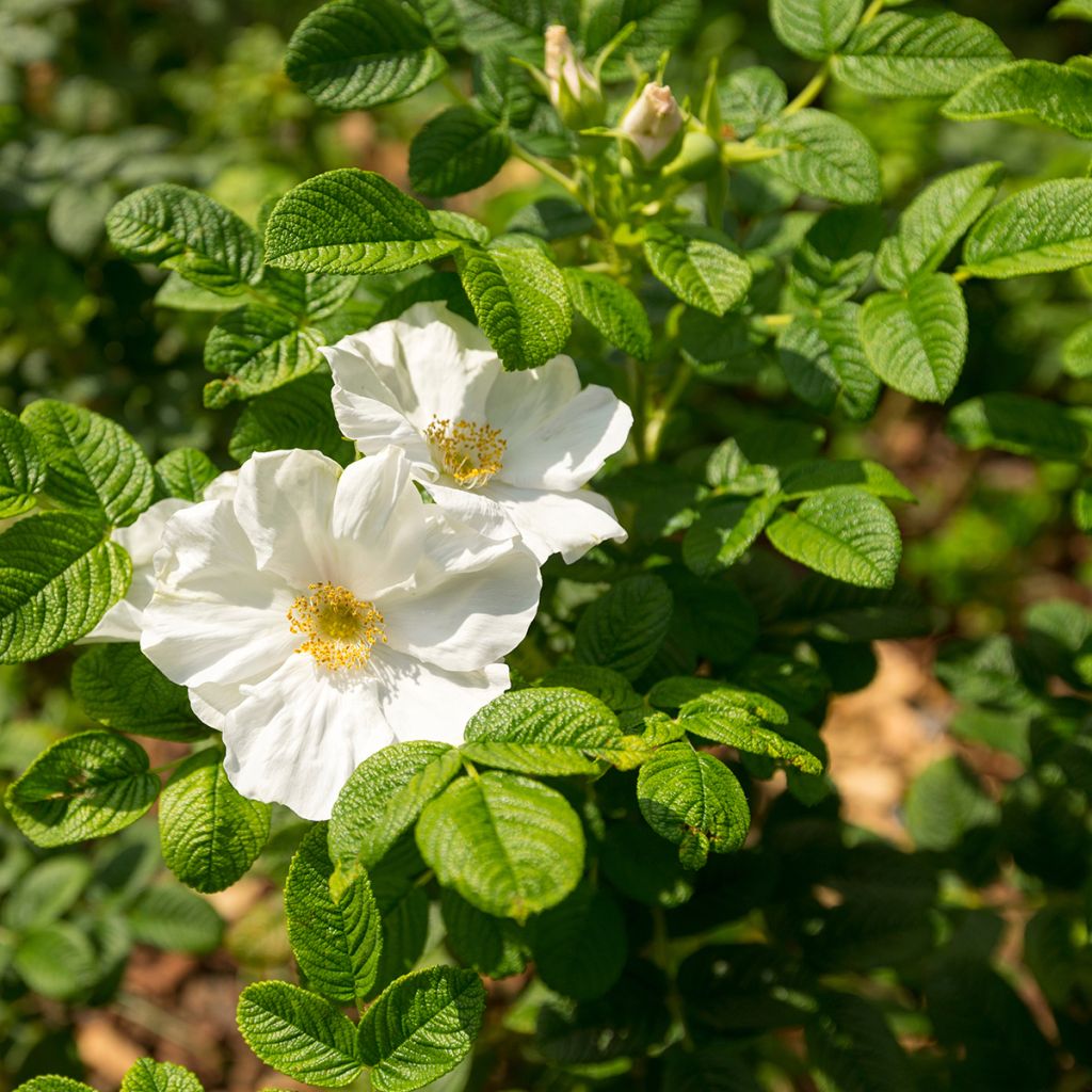 Rosa rugosa Alba - Japanese Rose