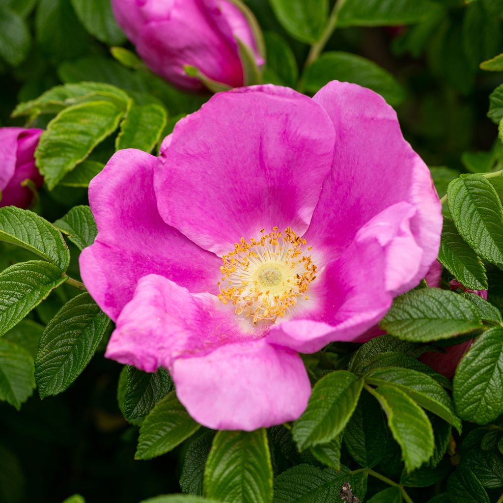 Rosa rugosa x virginiana Jam-a-licious - Shrub Rose